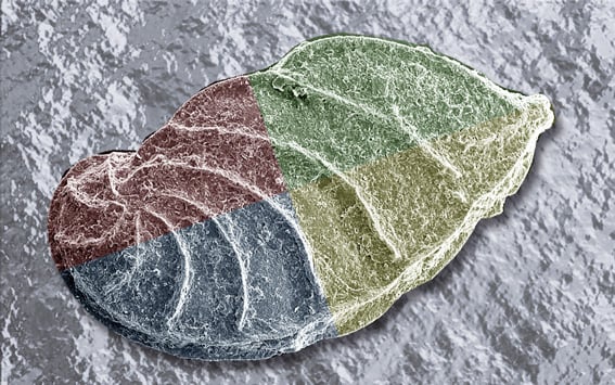 Lithologie und Biostratigraphie des Hauterivium in NW-Deutschland. Die Forschungsbohrungen Laton 1 und 2 und Tongrube Resse.
