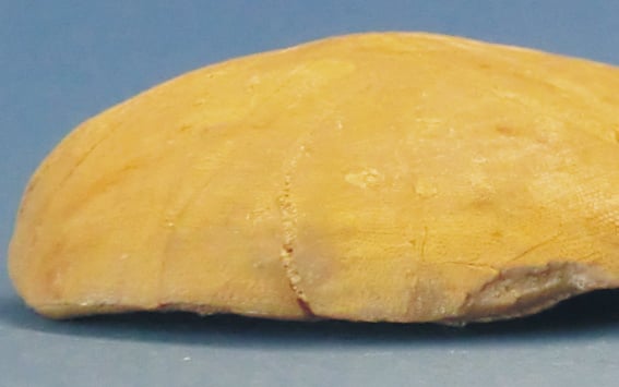 Neubewertung des oberjurassischen irregulären Seeigels Pygurus (Echinoidea) aus den Kimmeridge-Kalksteinen des westlichen Hannovers