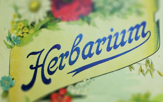 Pflanzenkunde als Liebhaberei