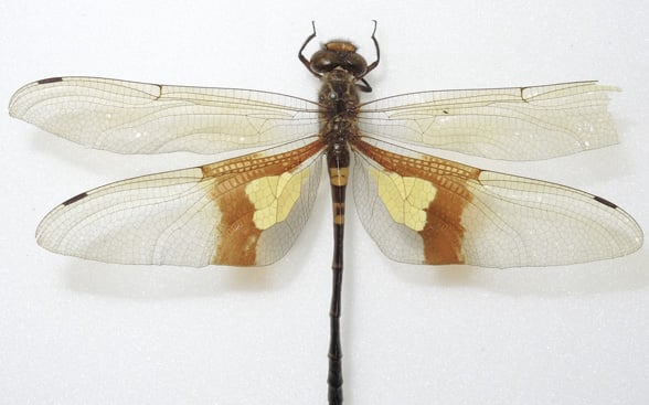 Exotische Libellen (Odonata) in der Sammlung des Niedersächsischen Landesmuseums Hannover