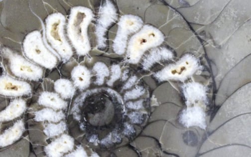 Ceratiten zweier Teilsammlungen des Landesmuseums Hannover.