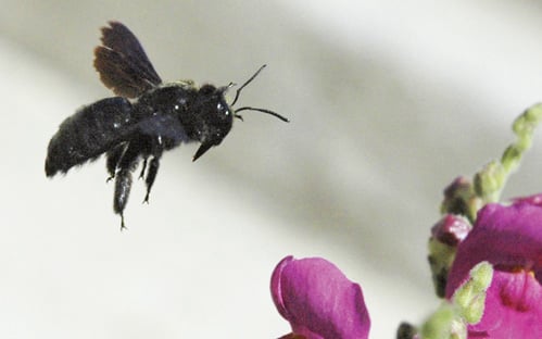 Erstnachweis der Blauschwarzen Holzbiene Xylocopa violacea Linné 1758 in Hannover (Hymenoptera: Apidae)