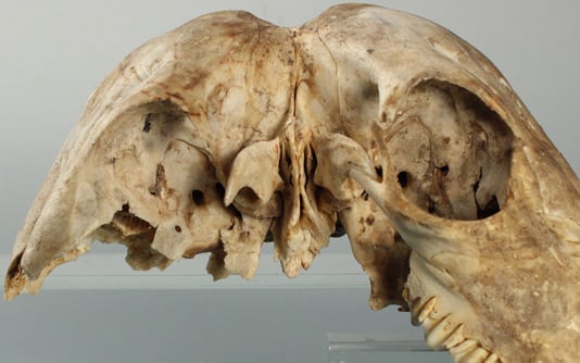 Doppelkopf im Tierreich - Dizephalie als seltener Museumsfund