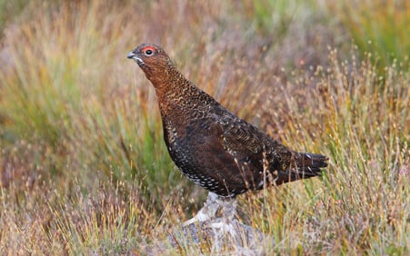 Schottisches Flugwild in Ostfriesland. Ein Beitrag zur frühen Geschichte des Knyphauser Waldes