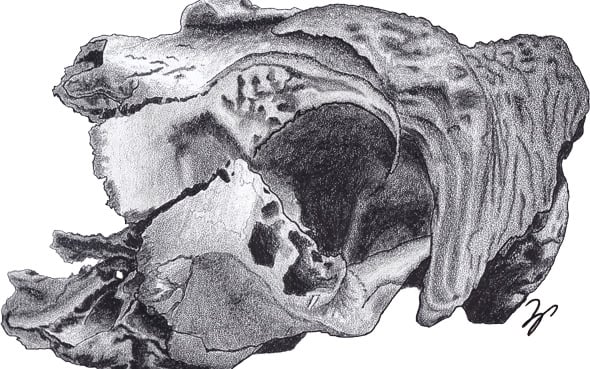 Moschusochsenschädel (Ovibos moschatus) aus dem Landesmuseum Hannover und dem Dinopark Münchehagen