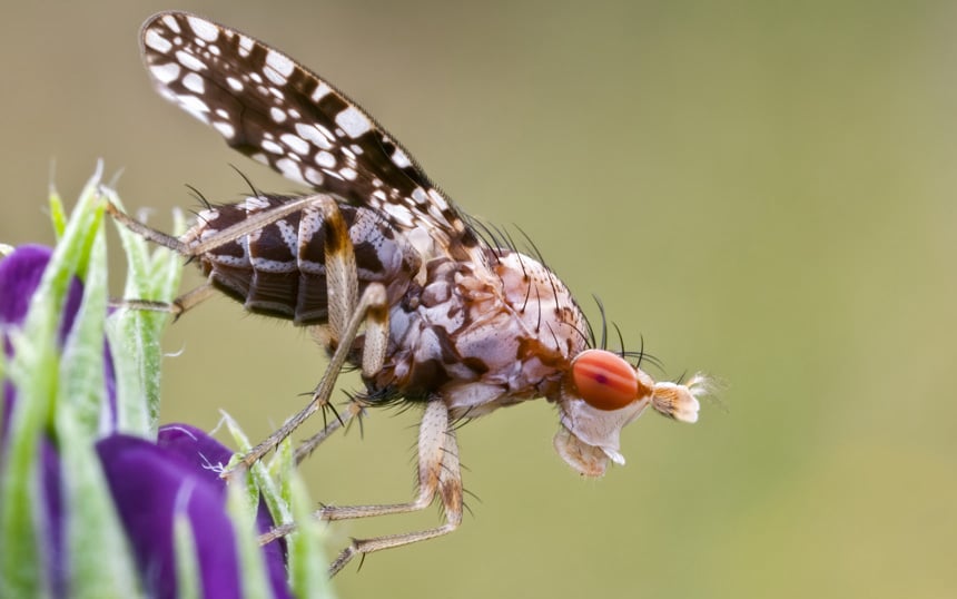 Neue Nachweise von Hornfliegen (Diptera: Sciomyzidae) aus Niedersachsen und Bremen
